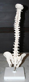 Spine Model Pharmaceutical and Anatomical Model Gifts